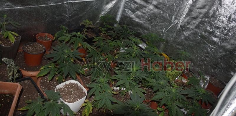 Evini uyuşturucu tarlasına çevirmiş 