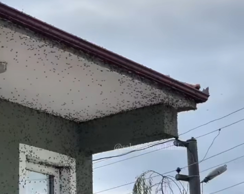 Evleri, binaları istila ettiler; Sokağa çıkmakta zorlanıyorlar
