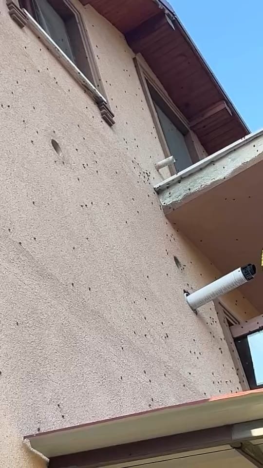 Evleri istila ettiler; Kahverengi kokarcalar evleri sardı