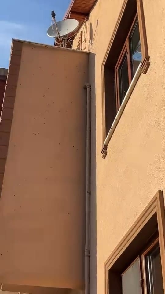 Evleri istila ettiler; Kahverengi kokarcalar evleri sardı