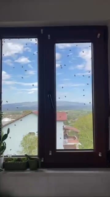 Evleri istila ettiler; Kahverengi kokarcalar evleri sardı