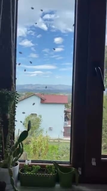 Evleri istila ettiler; Kahverengi kokarcalar evleri sardı