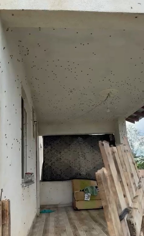 Evleri istila ettiler; Kahverengi kokarcalar evleri sardı