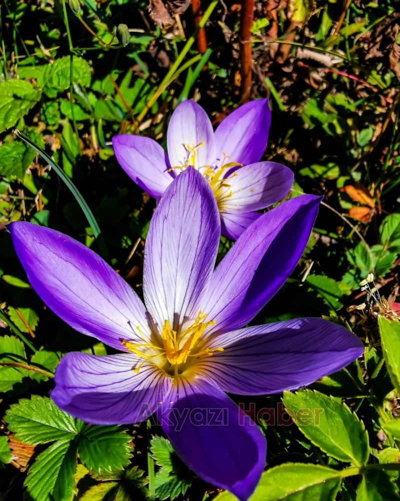 Farklı Ülkelerden Ormancılar Akyazı’daki Gençlik Şöleninde Buluştu