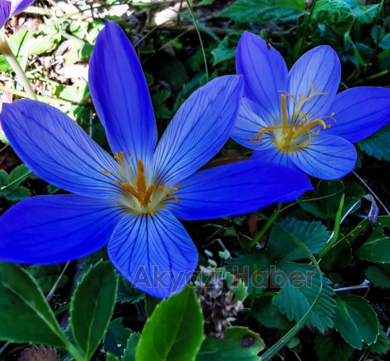 Farklı Ülkelerden Ormancılar Akyazı’daki Gençlik Şöleninde Buluştu