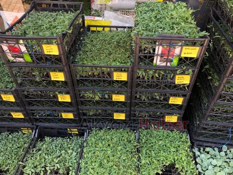 Fide Satışları Arttı 