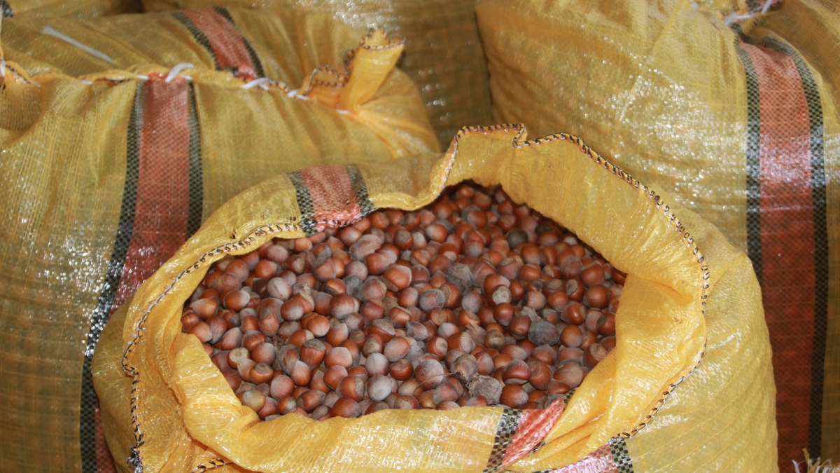 Fındığı evde depoluyorlar; Beklentileri 500 lira