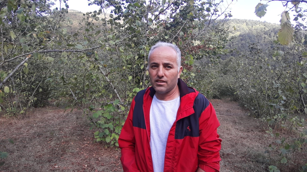 Fındık bahçesinde ayı dehşeti; Parmağını kaybetti