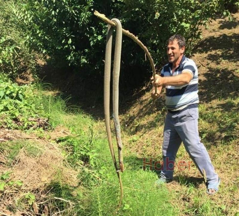 Fındık bahçesinde yılan dehşeti 4 metre boyunda