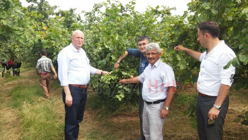 Fındık Rekolte Tahmin Komisyonu Akyazıda