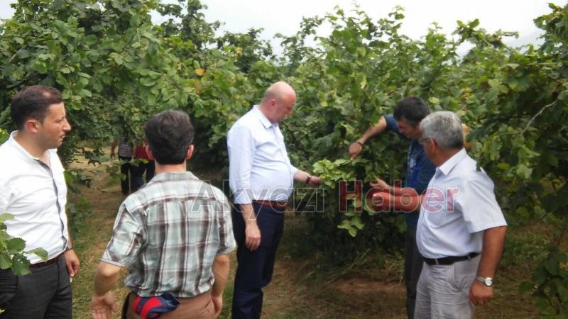 Fındık Rekolte Tahmin Komisyonu Akyazıda