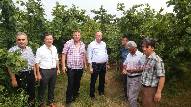 Fındık Rekolte Tahmin Komisyonu Akyazıda
