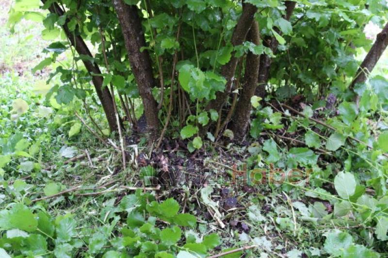 Fındıkçılar Müjde 