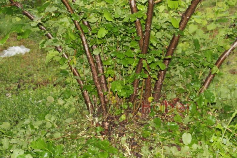 Fındıkçılar Müjde 