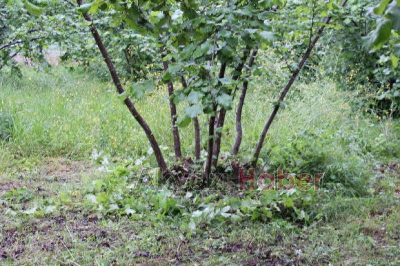 Fındıkçılar Müjde 