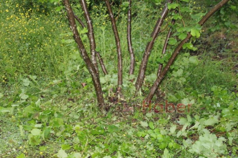 Fındıkçılar Müjde 