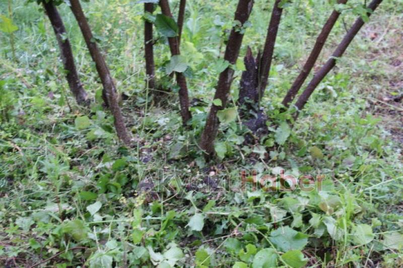 Fındıkçılar Müjde 