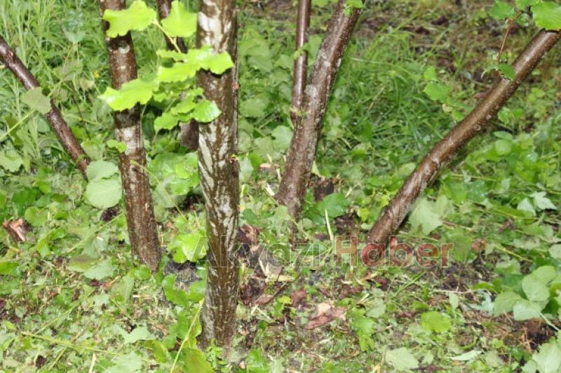 Fındıkçılar Müjde 