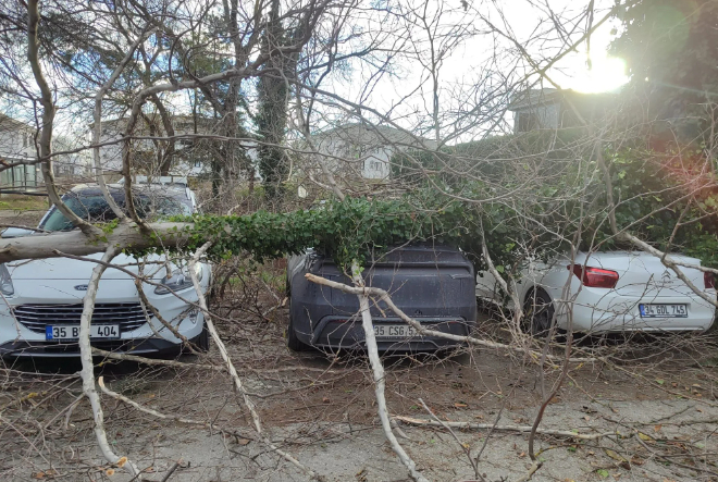 Fırtına yıkılan ağaç araçların üzerine düştü