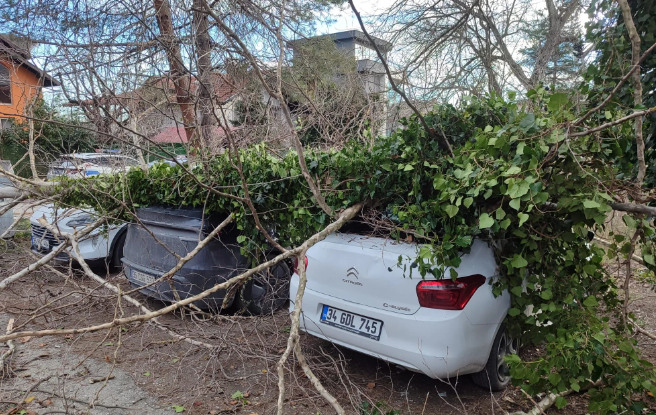 Fırtına yıkılan ağaç araçların üzerine düştü