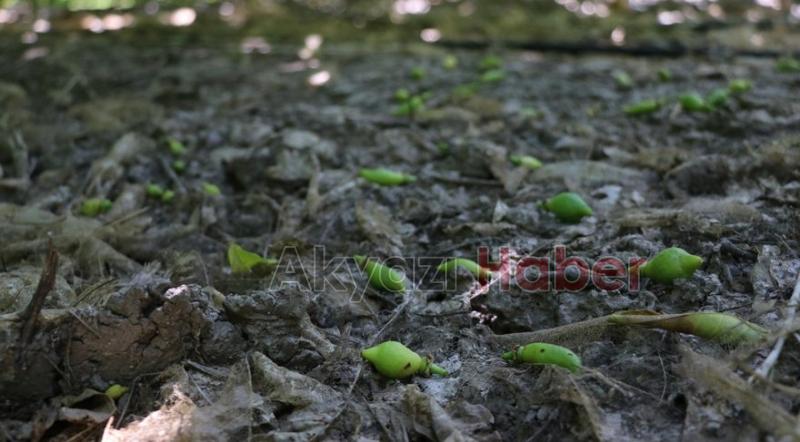 Fiyatı bu sene cep yakacak