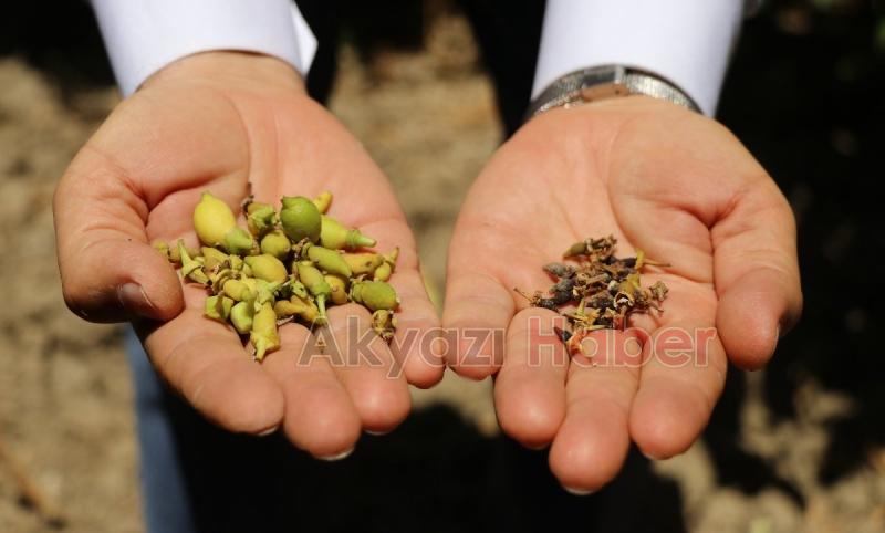 Fiyatı bu sene cep yakacak