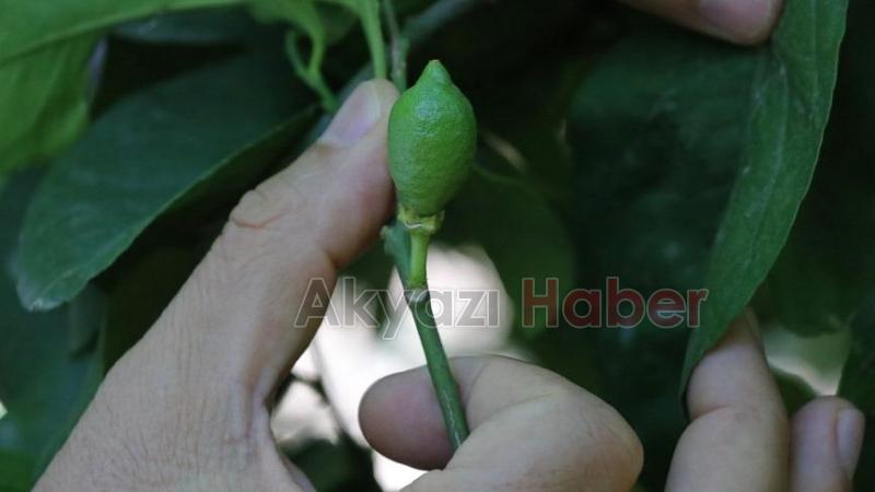 Fiyatı bu sene cep yakacak