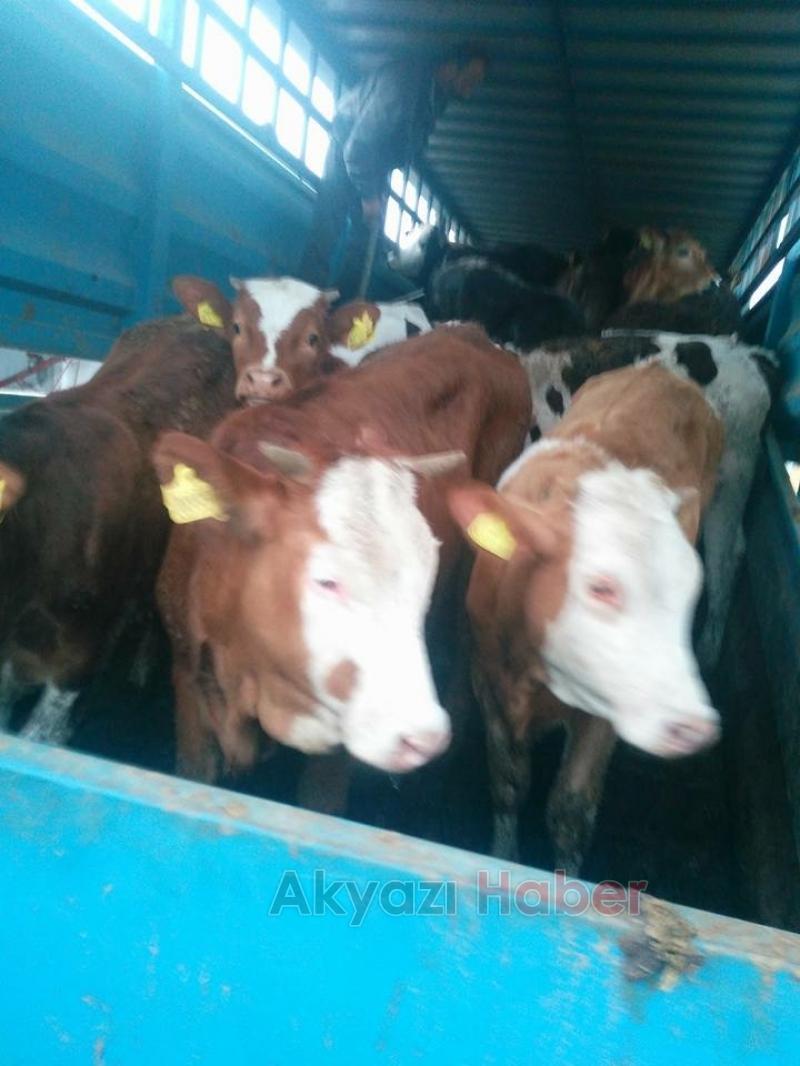 GENÇ ÇİFTÇİLER HAYVANLARINI TESLİM ALDI