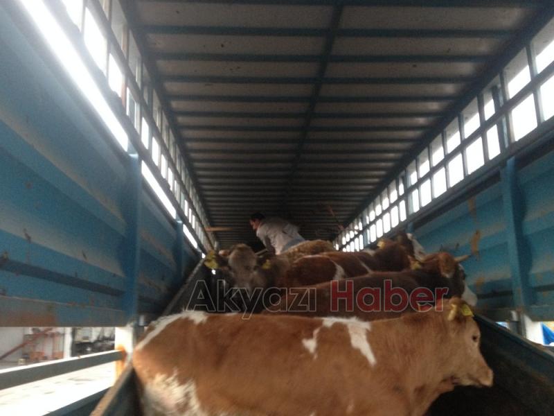 GENÇ ÇİFTÇİLER HAYVANLARINI TESLİM ALDI