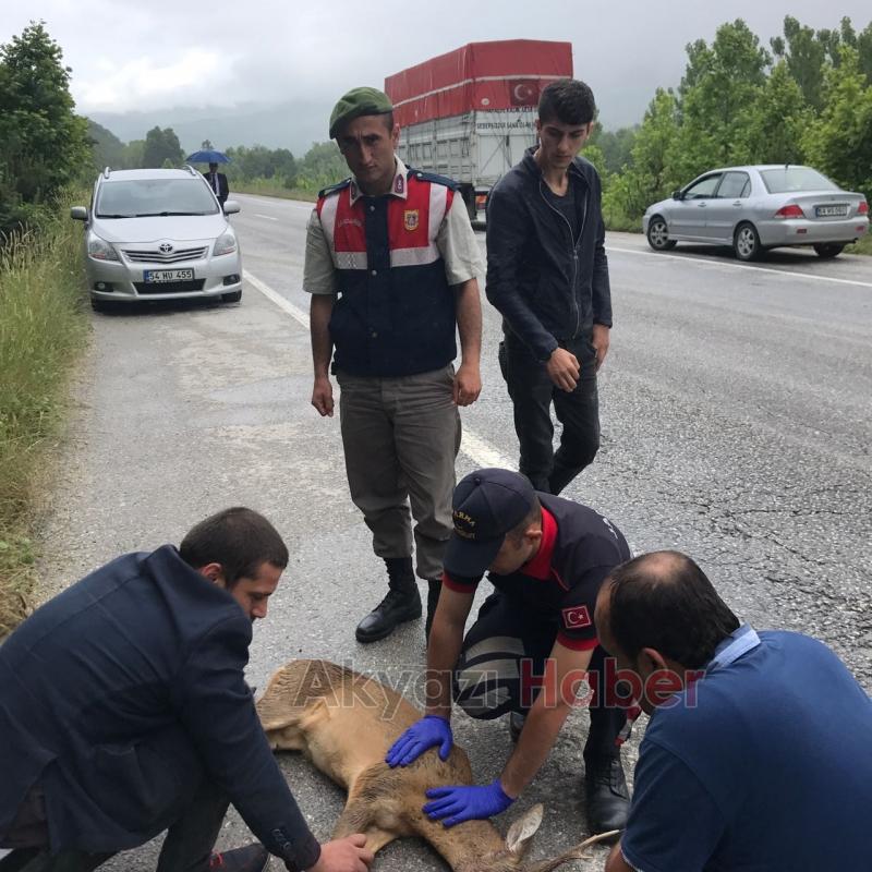  Geyiğe Tır Çarptı