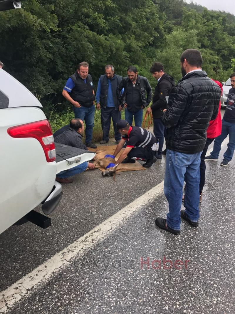  Geyiğe Tır Çarptı