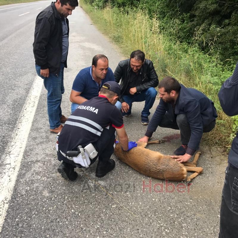  Geyiğe Tır Çarptı