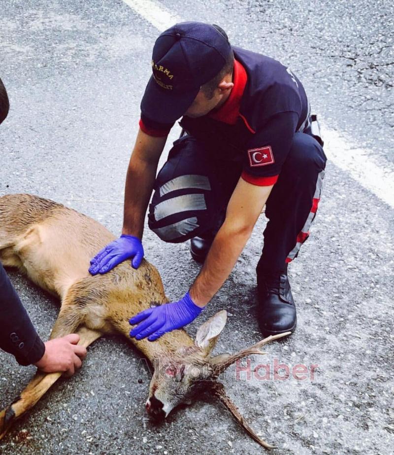  Geyiğe Tır Çarptı