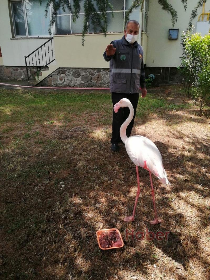 Geyve'de flamingo bulundu