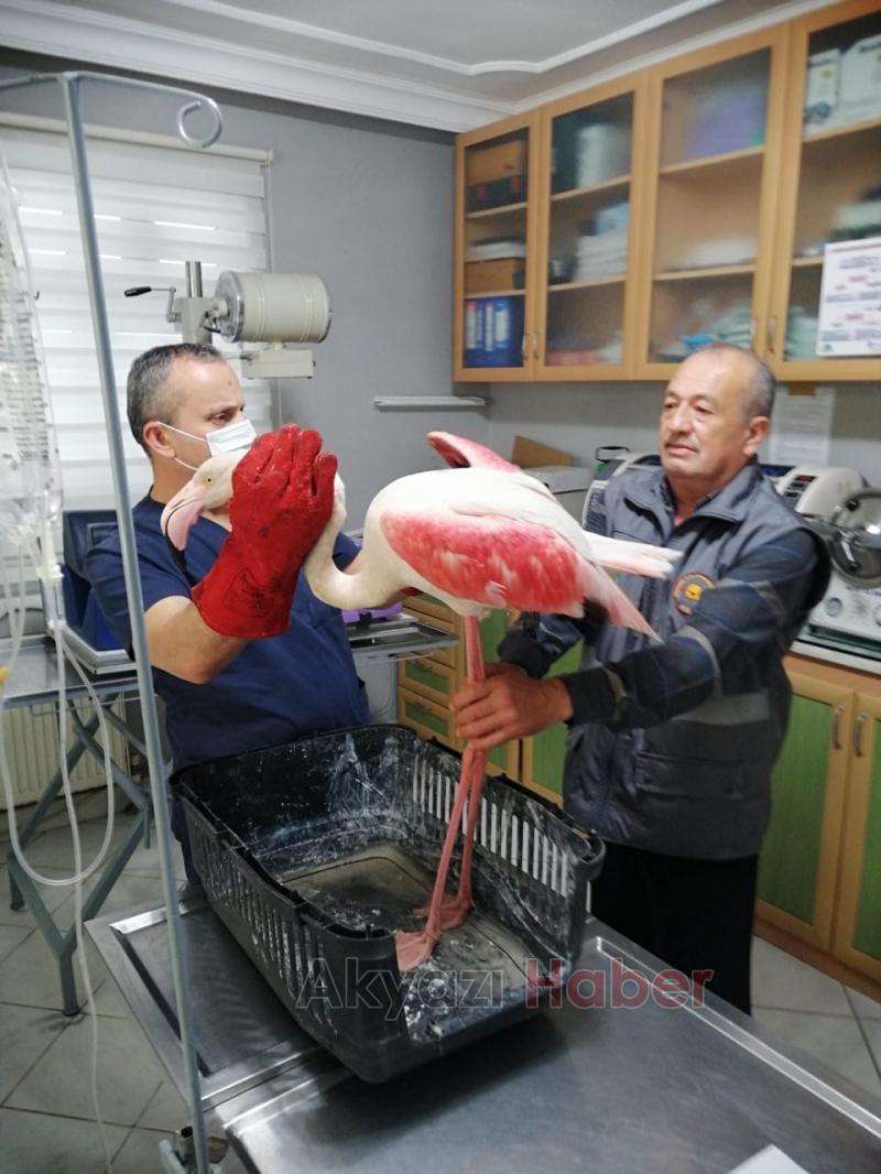 Geyve'de flamingo bulundu