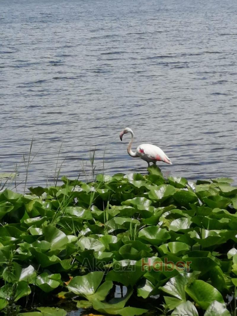 Geyve'de flamingo bulundu