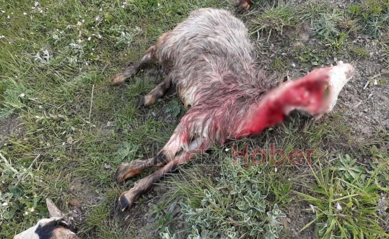 Geyvede ayı sürüye saldırdı