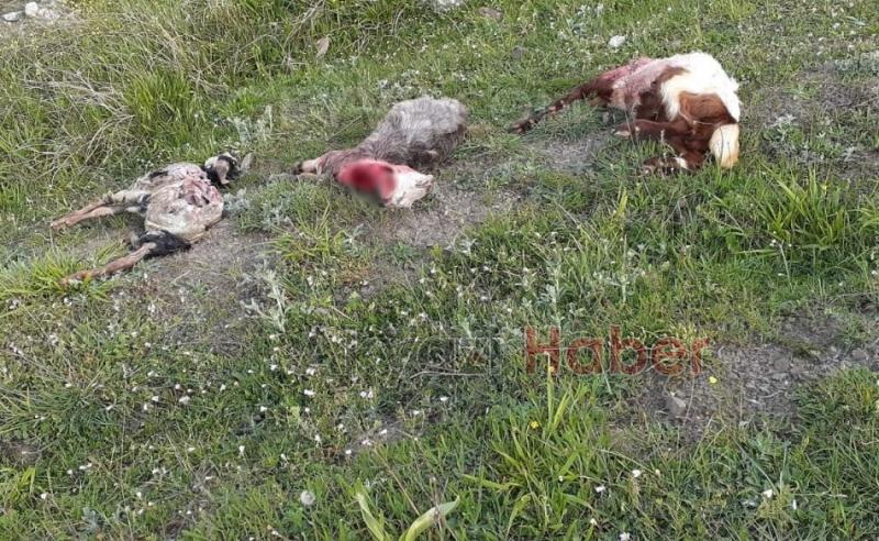 Geyvede ayı sürüye saldırdı