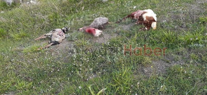 Geyvede ayı sürüye saldırdı