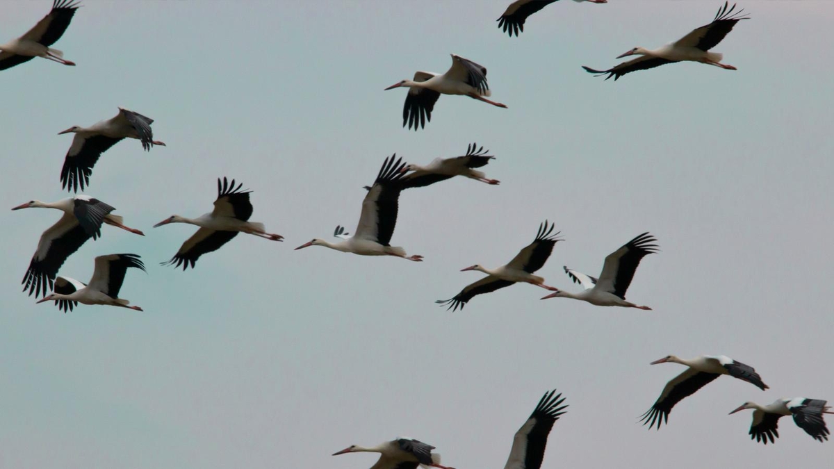 Göç yolundaki leylekler Sakarya’da mola verdi