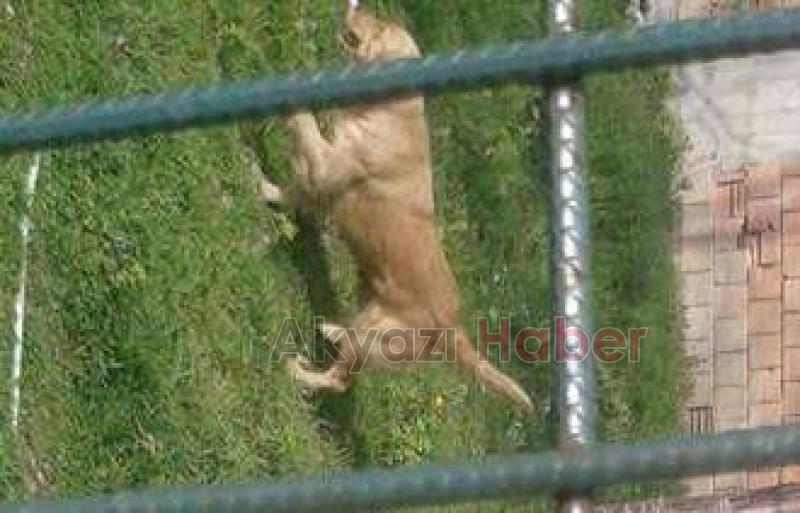 Golden Ve Fino Cinsi Köpekler Kayıp