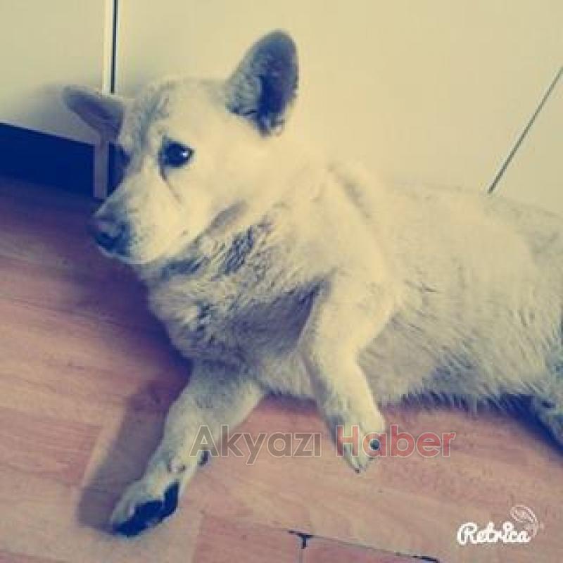 Golden Ve Fino Cinsi Köpekler Kayıp