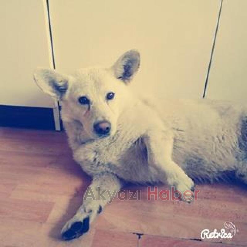 Golden Ve Fino Cinsi Köpekler Kayıp