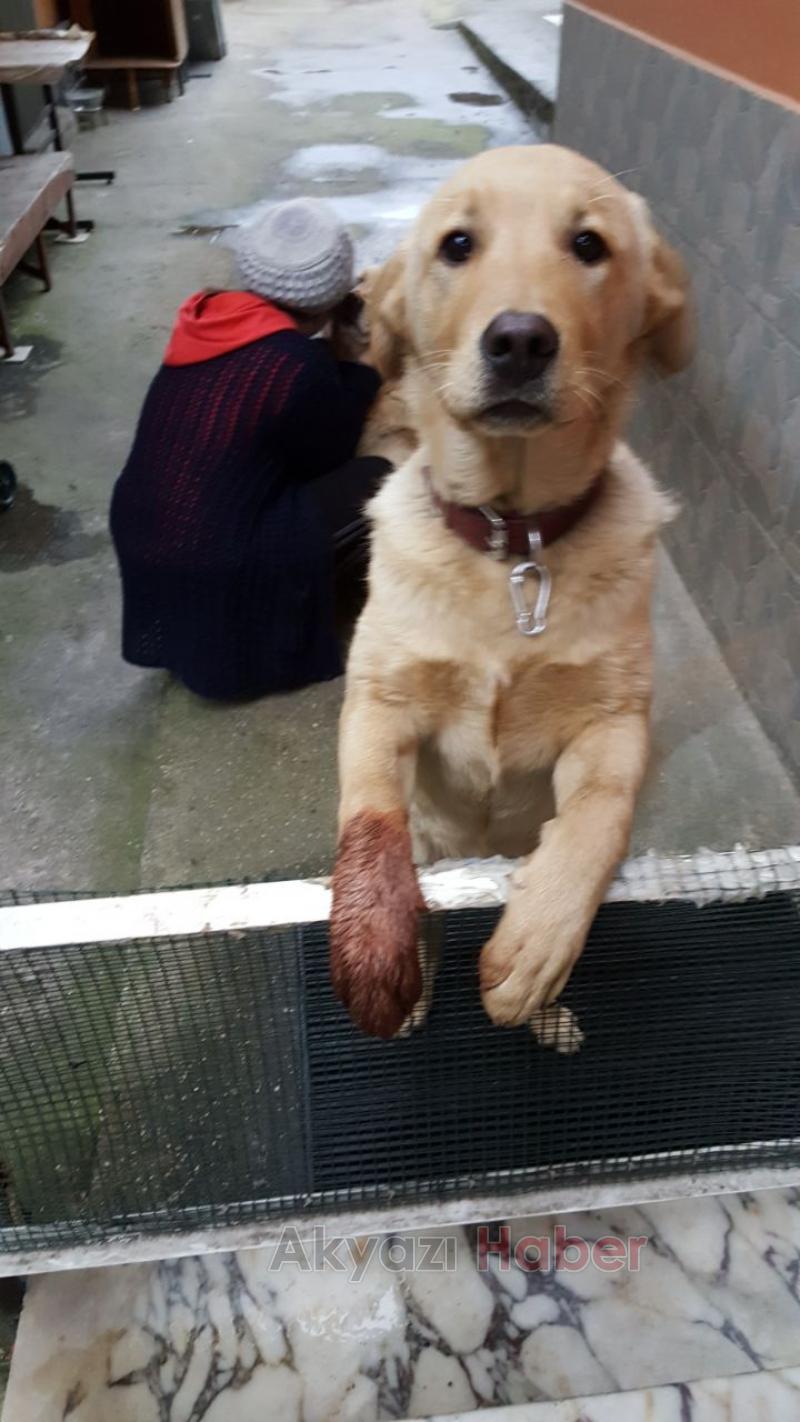 Golden ve Labrador Cinsi Köpek Kayıp