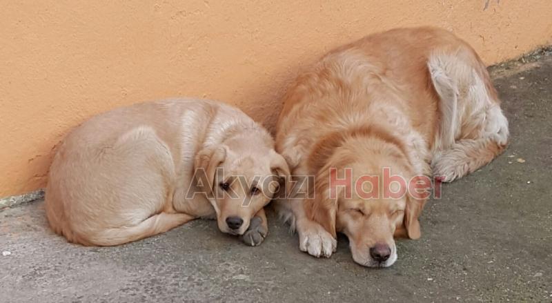 Golden ve Labrador Cinsi Köpek Kayıp
