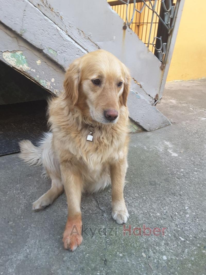 Golden ve Labrador Cinsi Köpek Kayıp