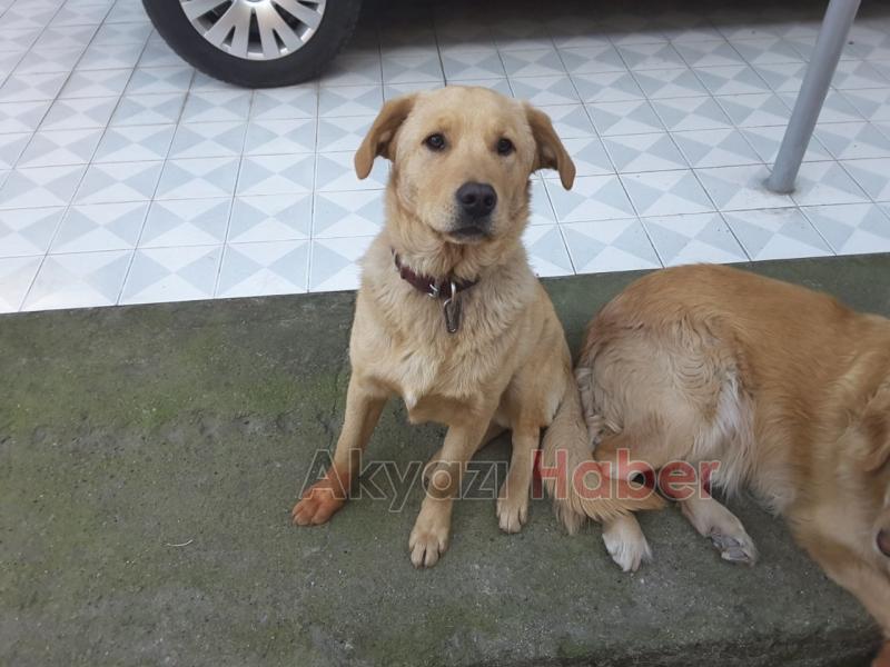 Golden ve Labrador Cinsi Köpek Kayıp