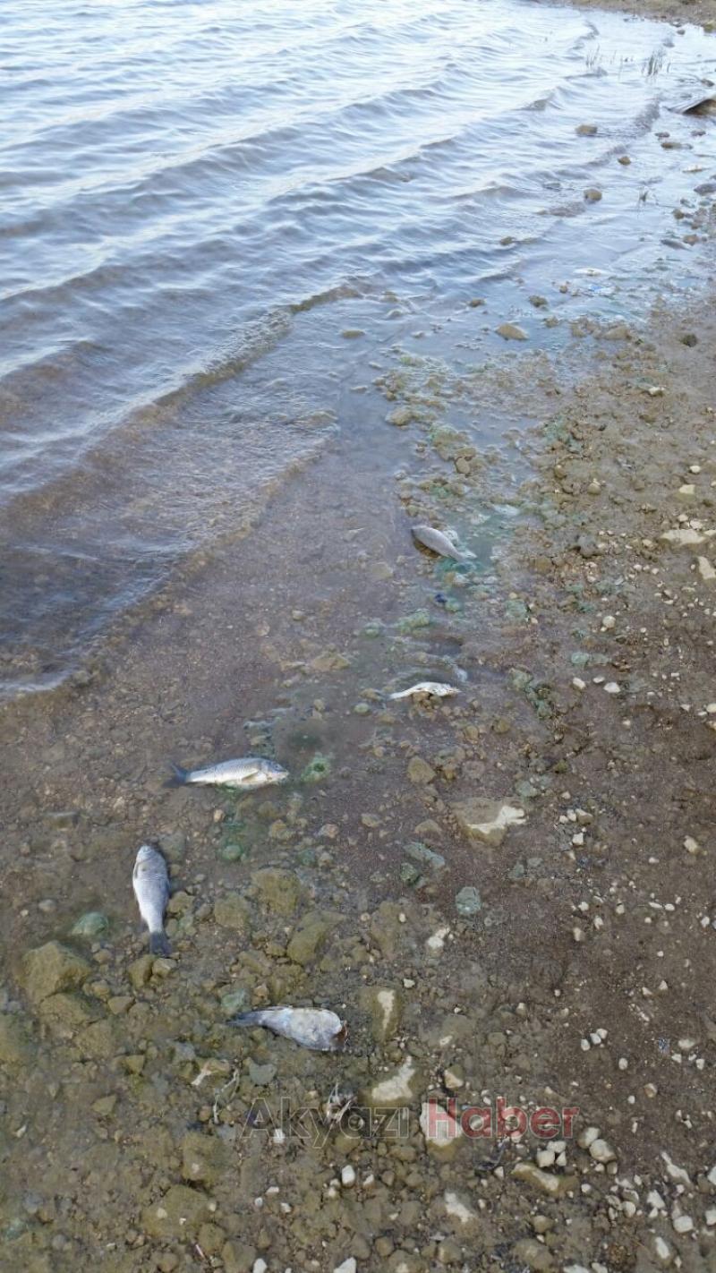 Göletlerimizde Neler Oluyor