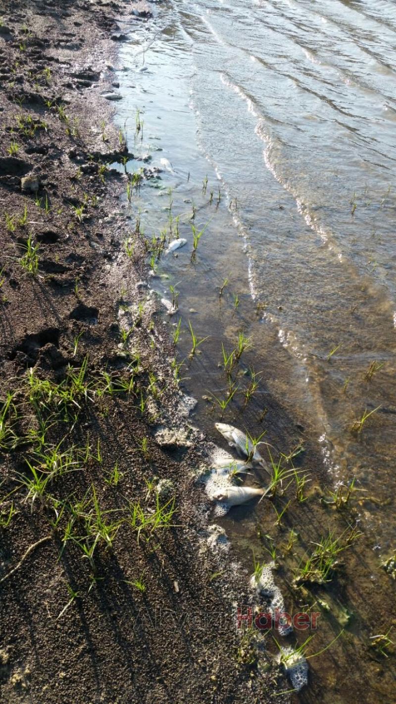 Göletlerimizde Neler Oluyor