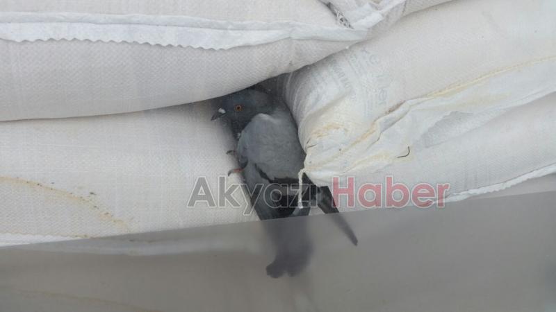 Güvercin Sıkıştığı Yerden Kurtarıldı
